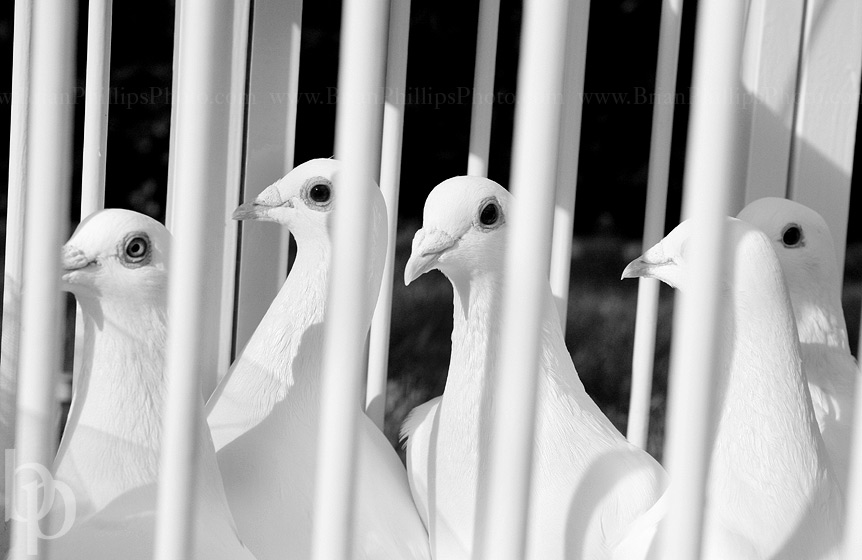 © Brian Phillips Photography
